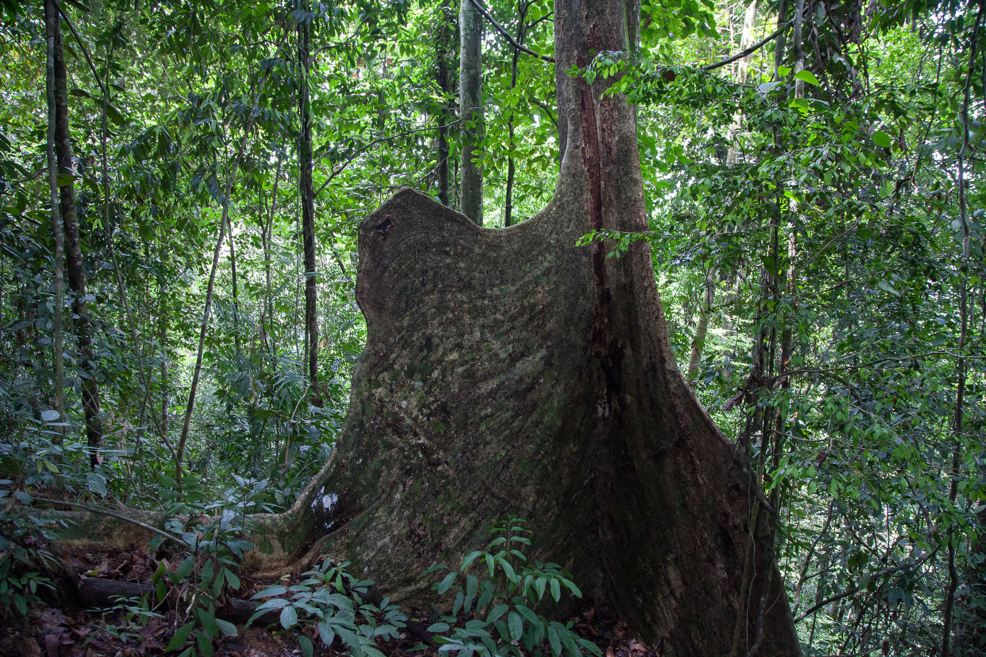 Bat Tree - Tane Olen Long Setulang - Martin Holland